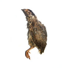 Load image into Gallery viewer, Savage Cat &amp; Dog Snacks - Frozen Whole Prey Quail - 2 split birds per box 6oz (170g)